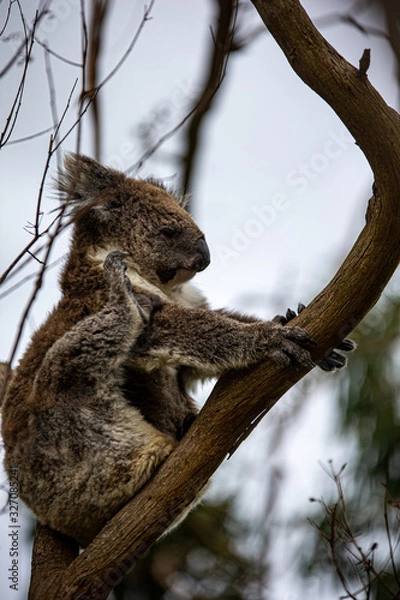 Obraz Koala at Kennett River
