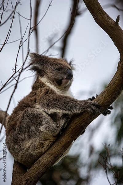 Obraz Koala at Kennett River