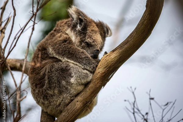 Obraz Koala at Kennett River