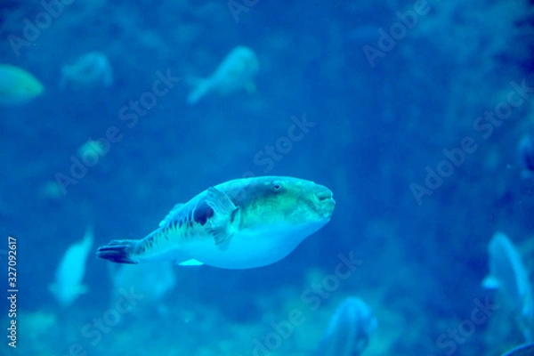 Fototapeta 水中をマイペースでゆっくり泳ぐトラフグ