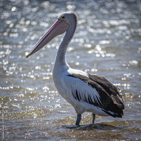 Obraz Australian Pelican