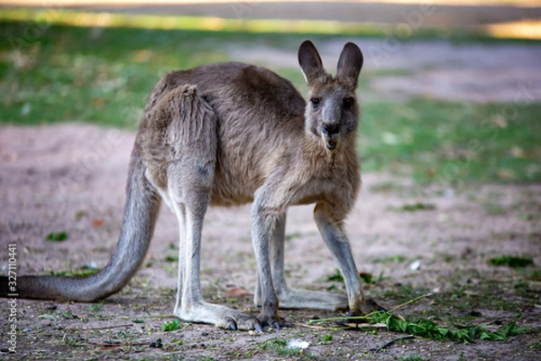 Obraz Kangaroo eating leaves