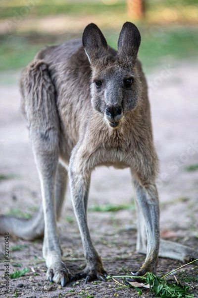 Obraz Kangaroo eating leaves