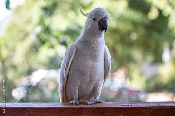 Obraz White Cockatoo