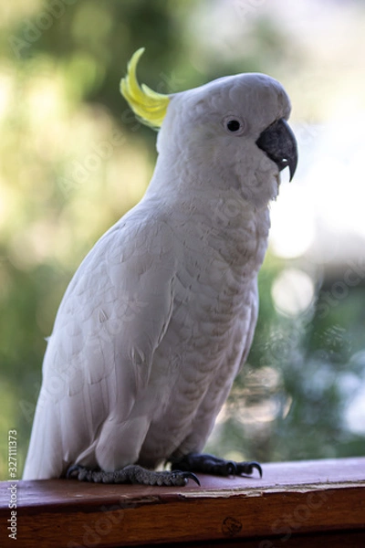 Obraz White Cockatoo