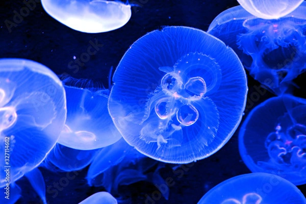 Obraz 鮮やかにライトアップされたミズクラゲ