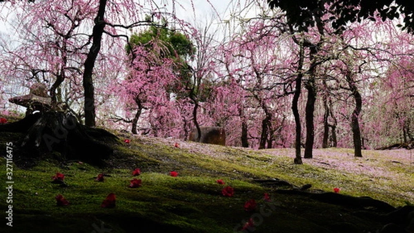 Fototapeta 城南宮の梅林