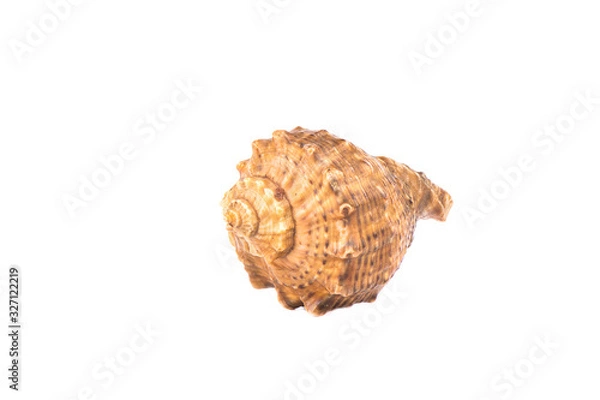 Obraz Seashell isolated on white background. Copy space.