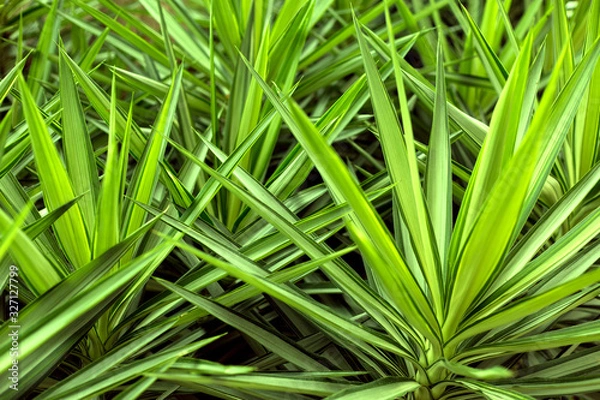 Obraz Close up yucca plant. Green grass background.