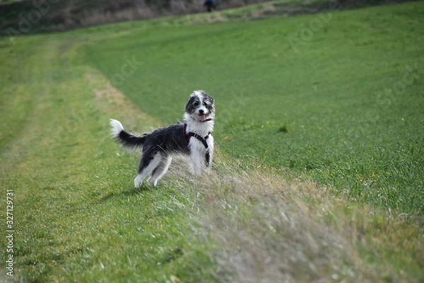 Fototapeta Happy (Griffon)