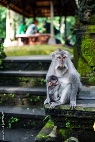 Fototapeta Monkey family sitting on a temple step with walls in moss. Ebola and yellow fever concept. Family concept.