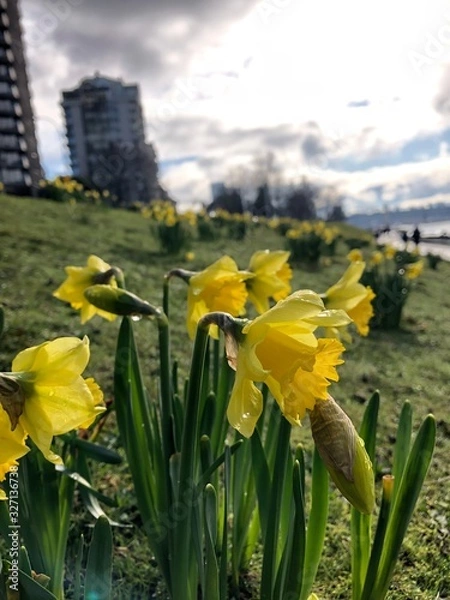 Obraz Freesia Spring kwiat kwitnąca w Kanadzie Vancouver po zimie wczesnej wiosny z wysokim budynkiem w tle