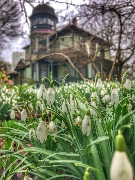 Obraz Snowdrop spring flower blooming in early spring after winter, covered in water with heritage  house in background and blur background 