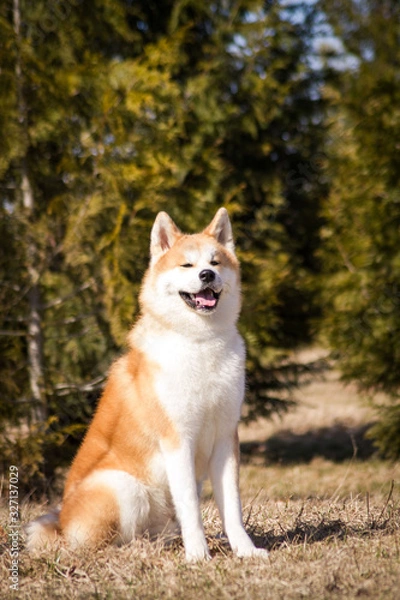 Fototapeta Akita inu dog posing outside. Japanese akita portrait.