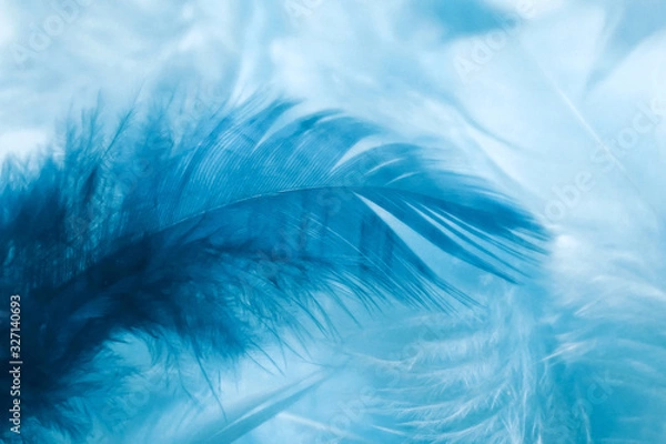 Obraz Abstract soft blue feather background. Closeup of light and dark blue feathers. Soft selective focus
