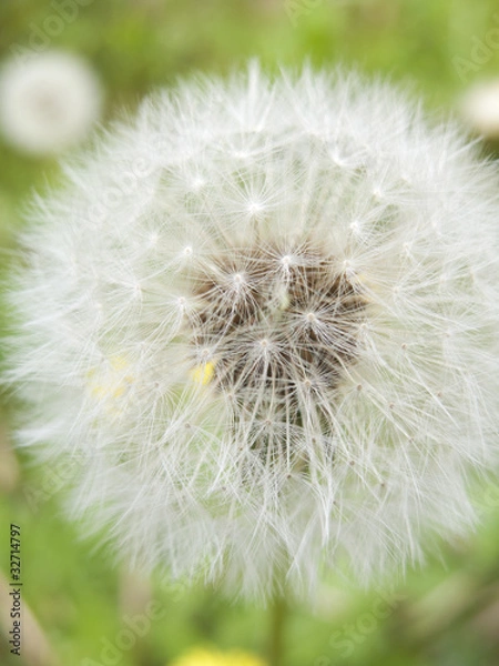 Fototapeta タンポポの綿毛