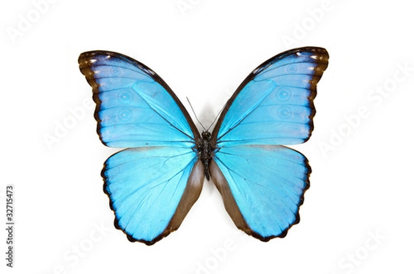 Obraz butterfly