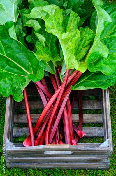 Obraz Pudełko z rabarbarem