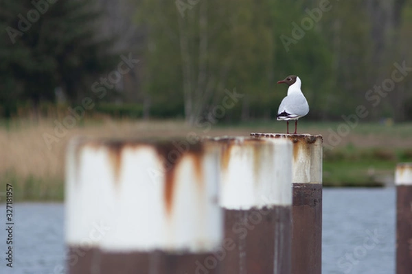 Fototapeta black-headed gull standing on a pole separated from the blurry background