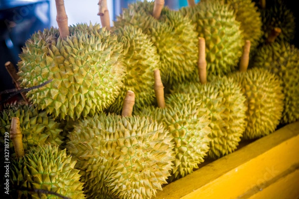 Fototapeta Group of fresh durians in the durian market. King of fruits, bad smelling fruit