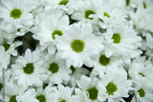 Fototapeta background of white flowers close up