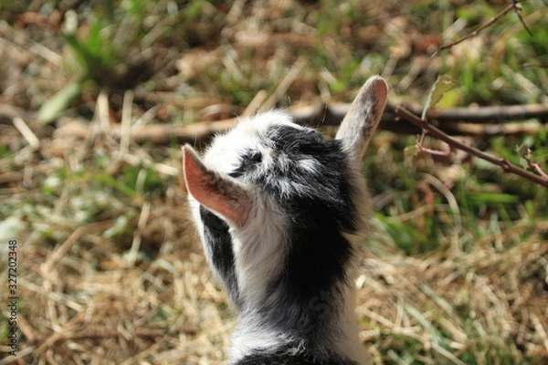 Fototapeta un petit bouc observateur