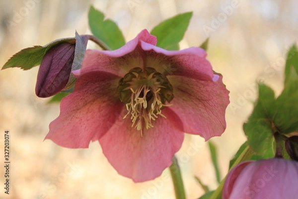 Obraz Hellébore sauvage