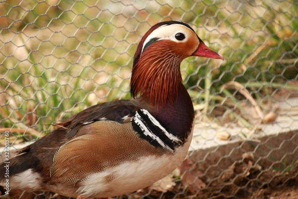 Obraz Canard Mandarin