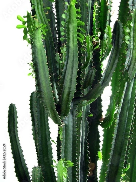 Obraz succulent-plant
