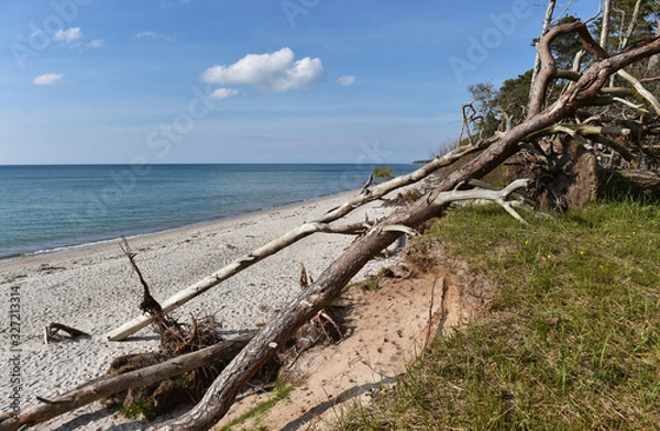 Obraz Totholz am Ostseestrand