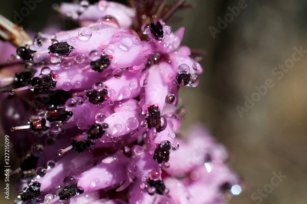 Obraz eriche con gocce d'acqua