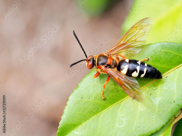 Obraz Cicada wasp on a leaf