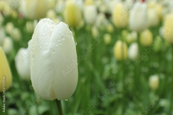 Obraz Tulips
