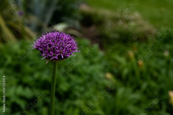 Obraz Flores3