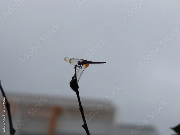 Fototapeta Silhouette of A dragonfly perched on a stalk