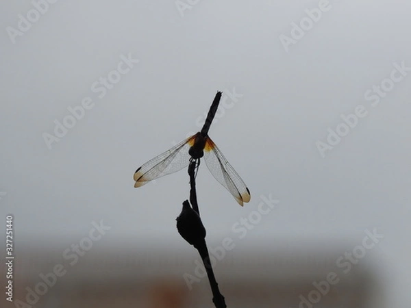 Fototapeta Silhouette Dragonfly perched on a reed
