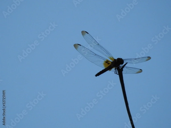Fototapeta Silhouette of A dragonfly perched on a stalk