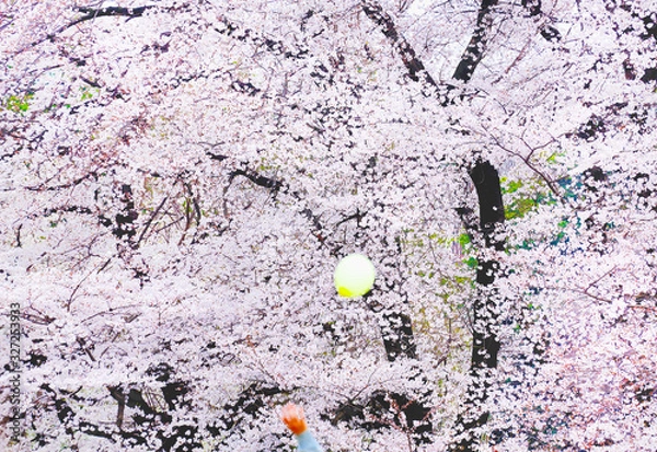 Obraz 桜満開の公園