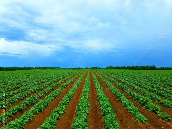Obraz maine potato field