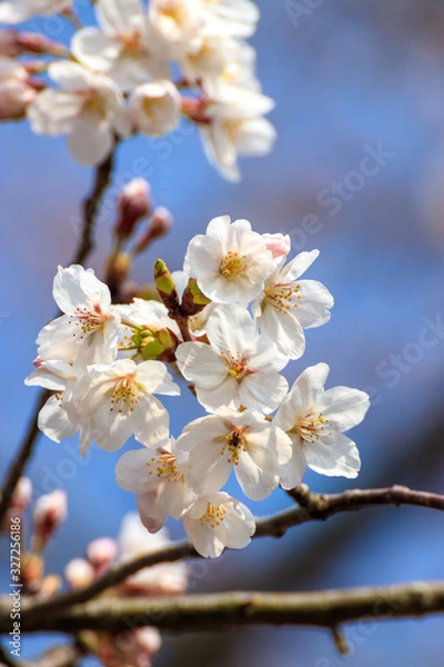 Fototapeta 桜の花　春イメージ
