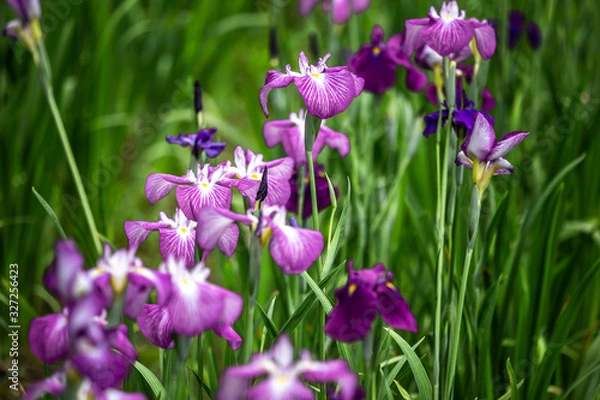 Obraz 花菖蒲　初夏イメージ