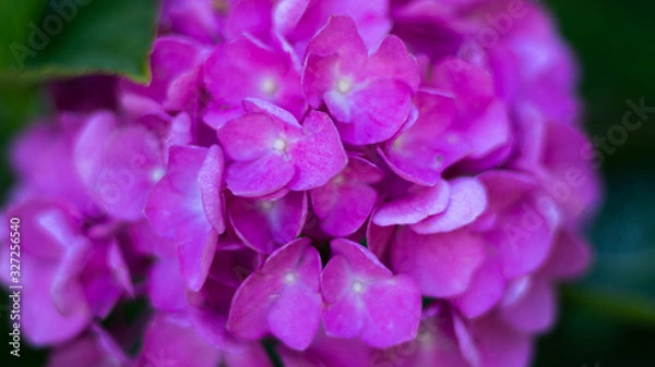 Fototapeta Hydrangea