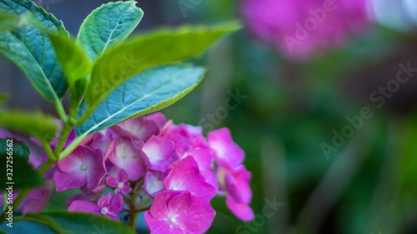 Obraz Hydrangea