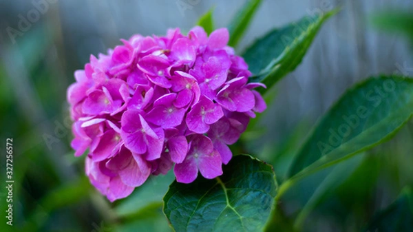 Obraz Hydrangea