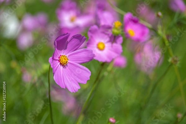 Fototapeta コスモスの花　秋イメージ