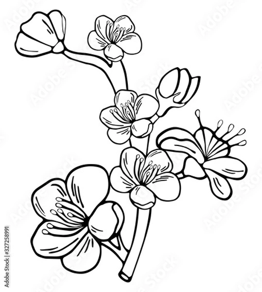 Fototapeta Hand drawn botanical doodle of apple, sakura, cherry and plum blossom.