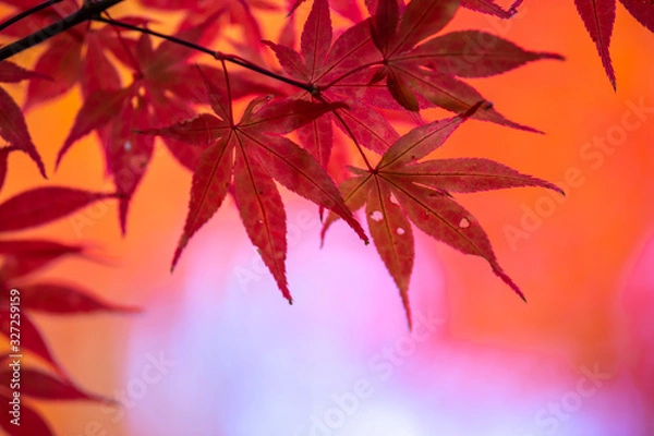 Fototapeta 紅葉　秋の和風イメージ