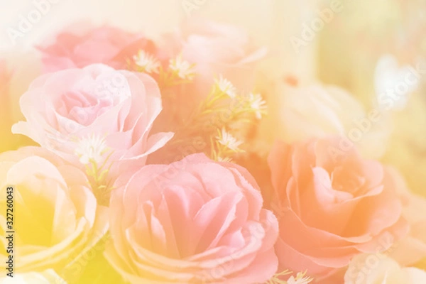 Fototapeta Rose flowers