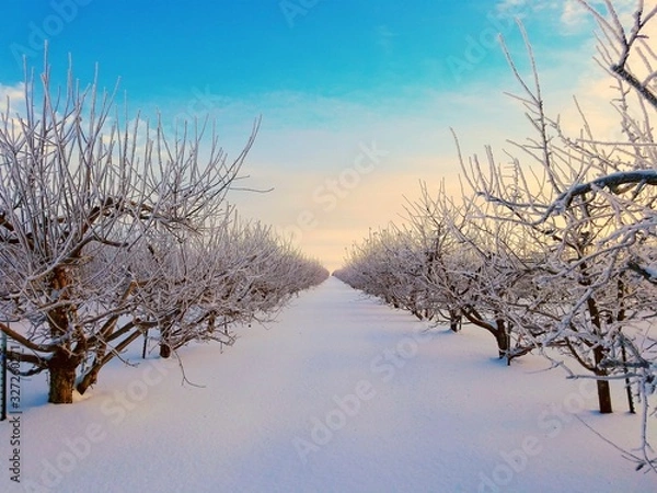 Obraz apple orchard winter sunrise
