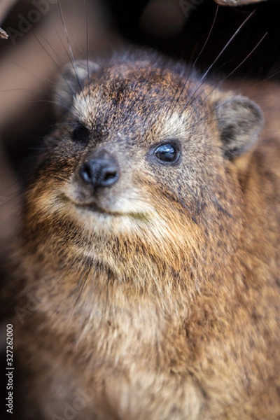 Obraz Portrait of a cute Hyrax. Cap Town, South Africa
